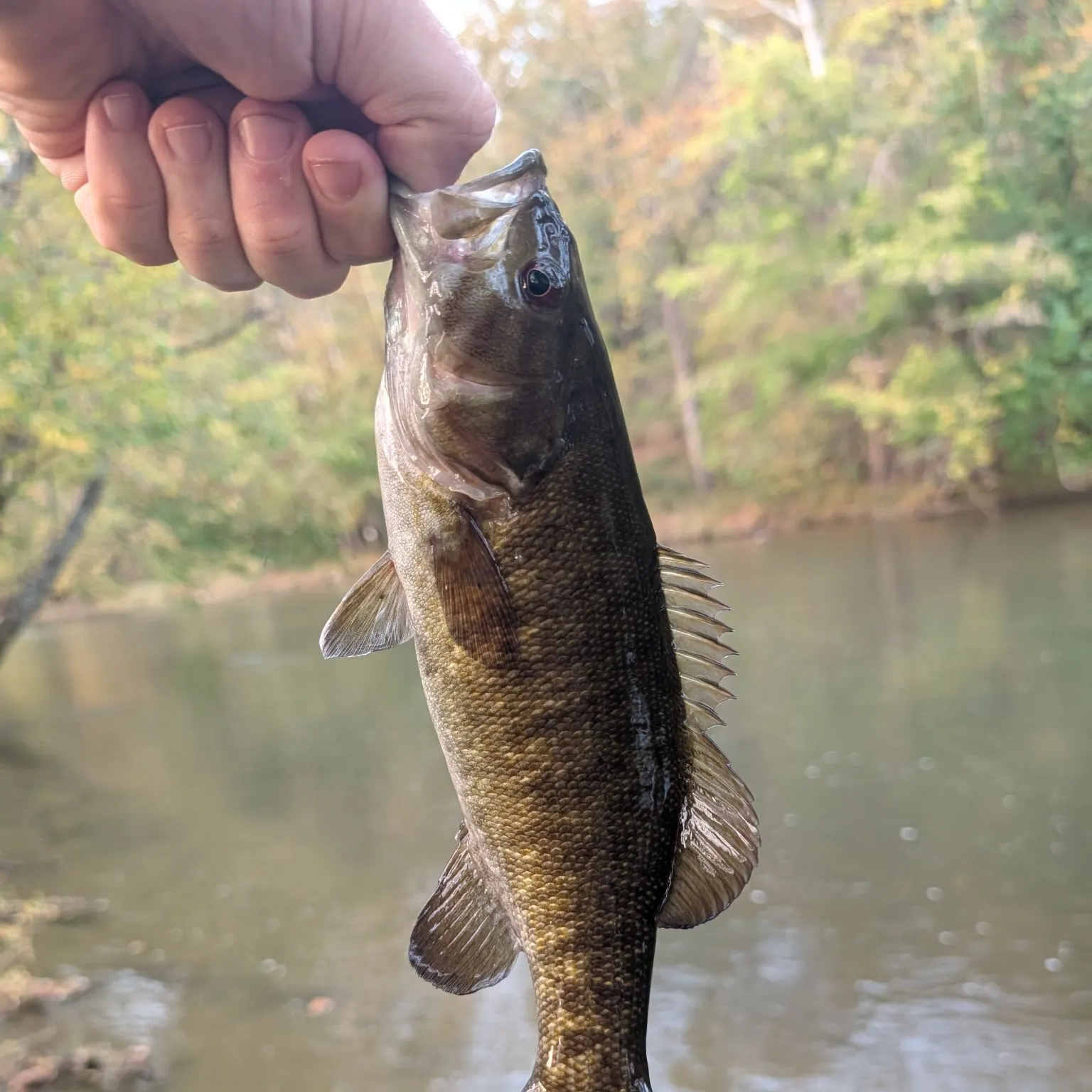 Smallmouth bass caught on Fishbrain