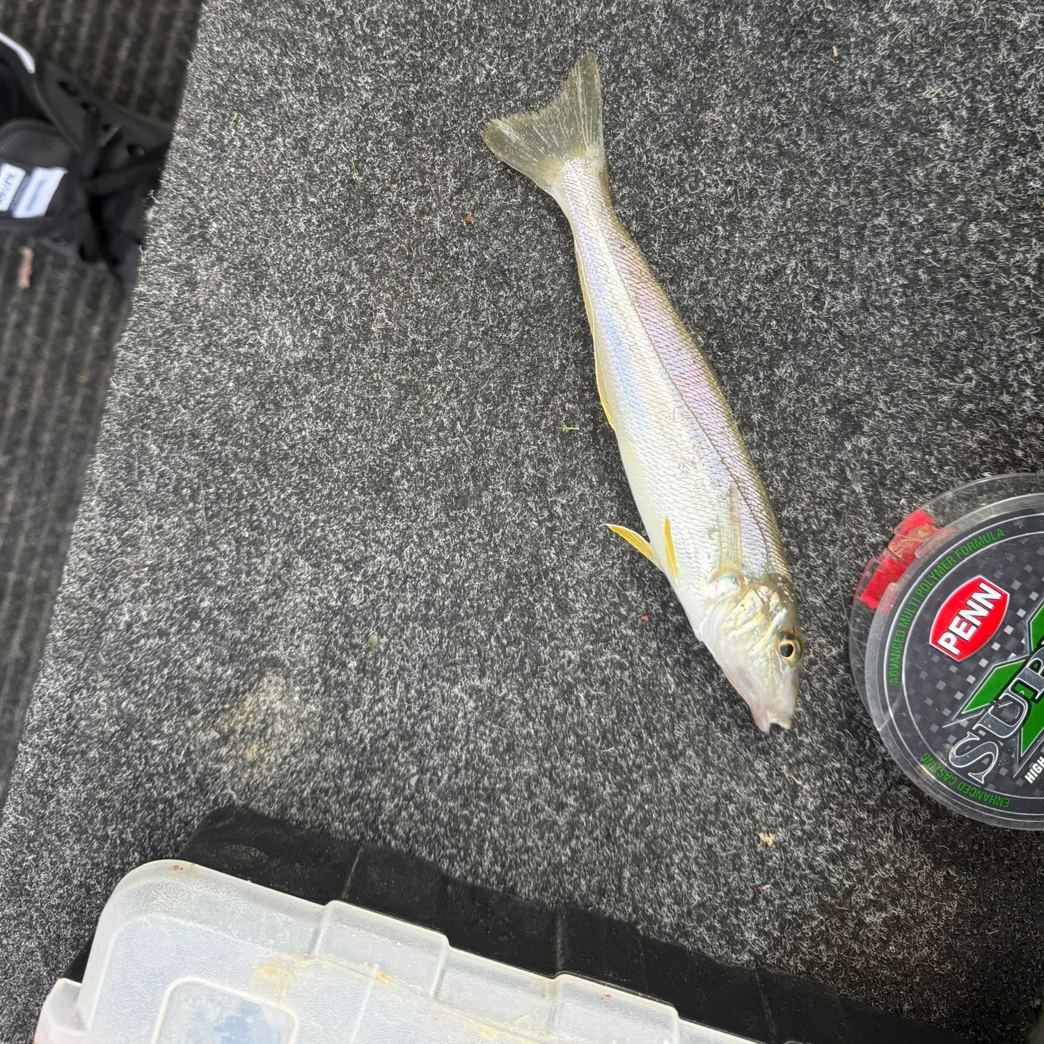 The most recent Sand sillago catches on Fishbrain