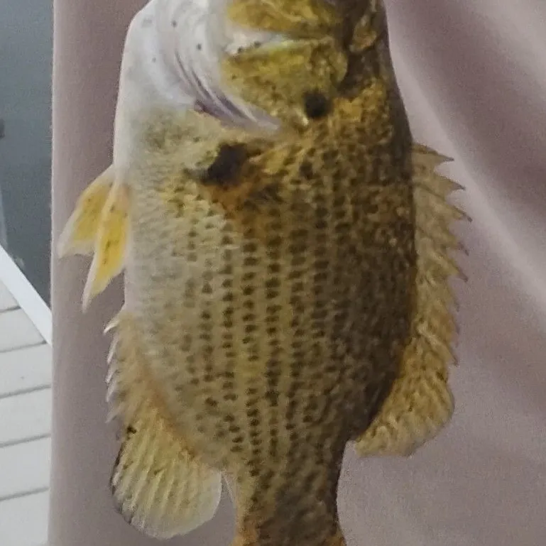 Rock bass caught on Fishbrain