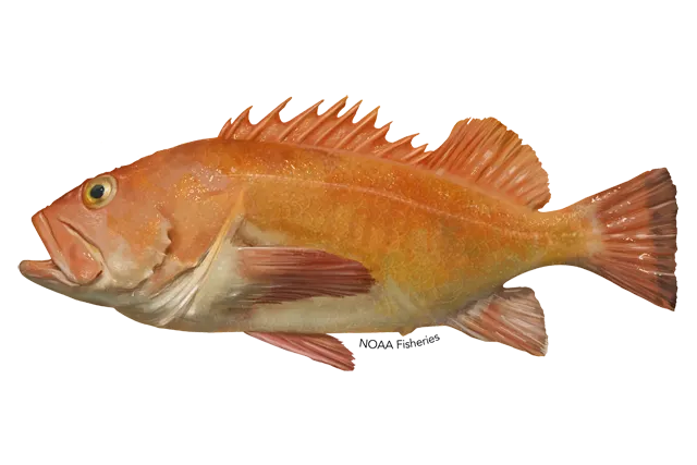 Yelloweye rockfish