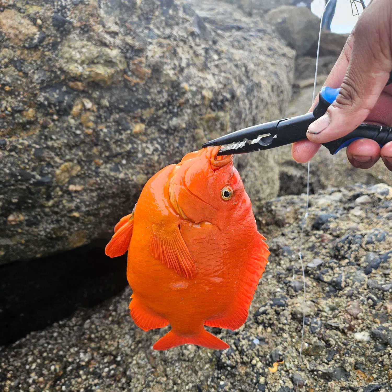 The most popular recent Garibaldi damselfish catch on Fishbrain