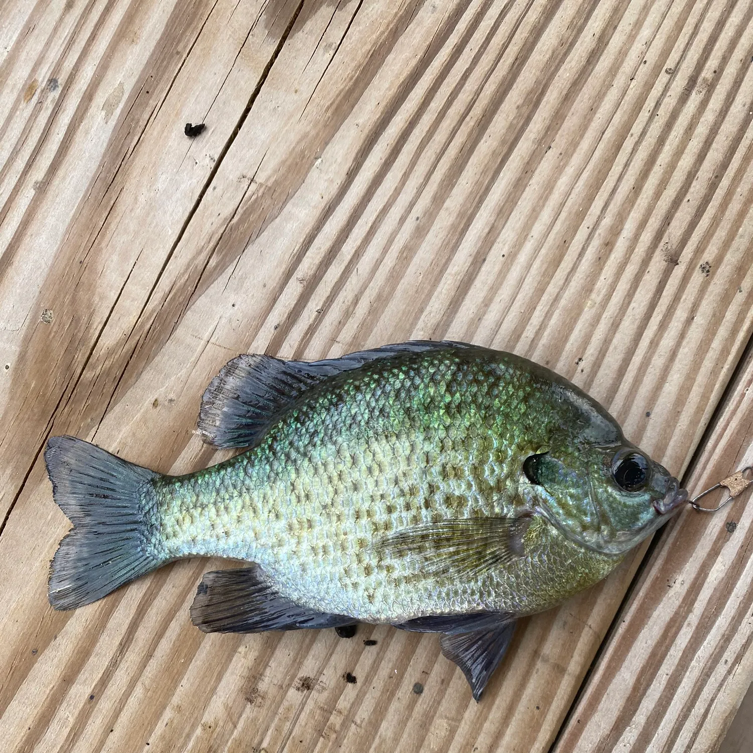 Bluegill caught on Fishbrain