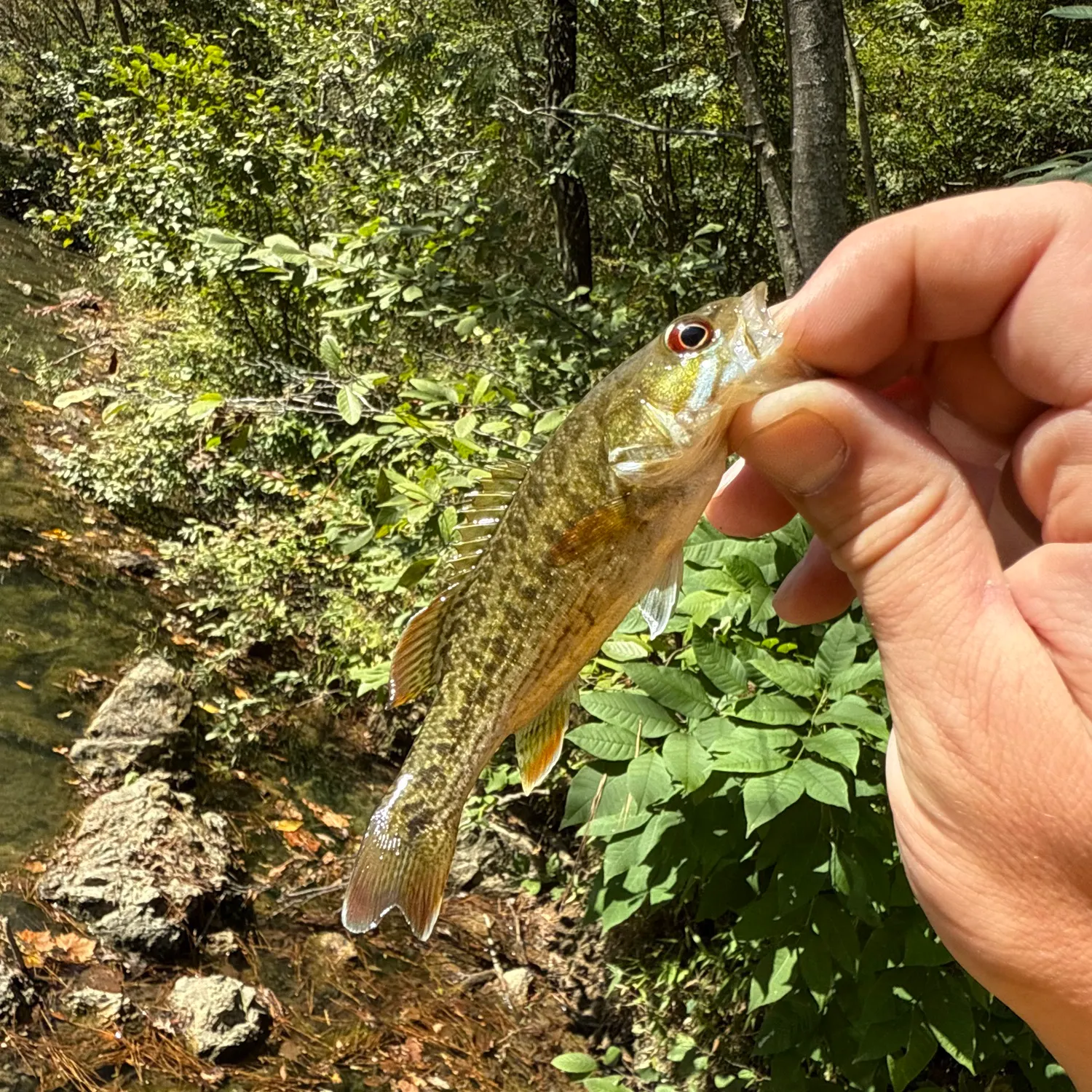 The most recent Chattahoochee bass catches on Fishbrain