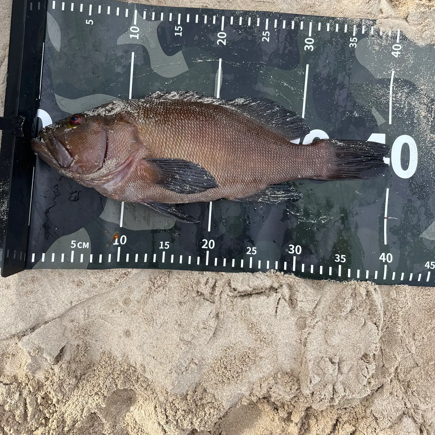 The most recent Breaksea cod catches on Fishbrain