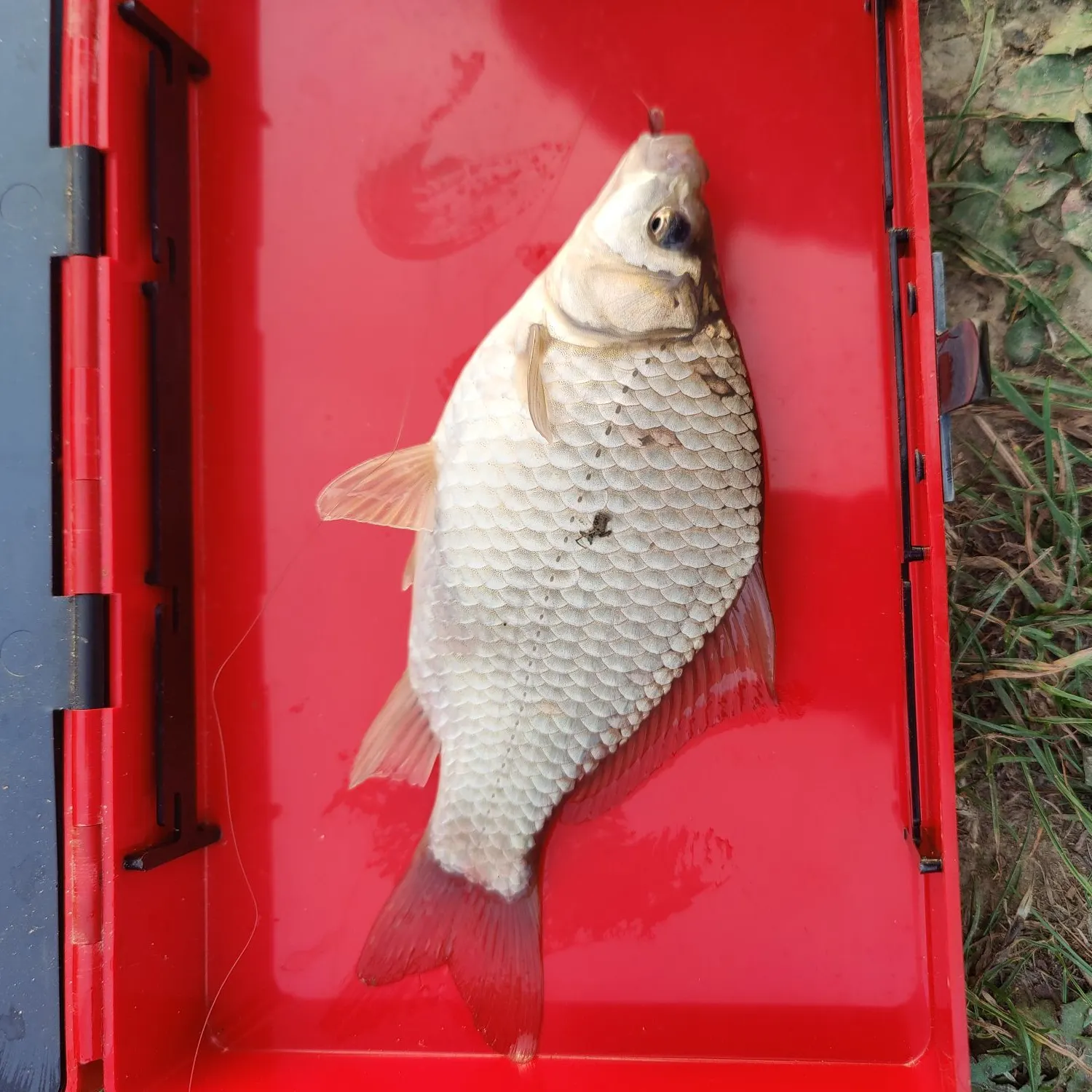 Crucian carp caught on Fishbrain
