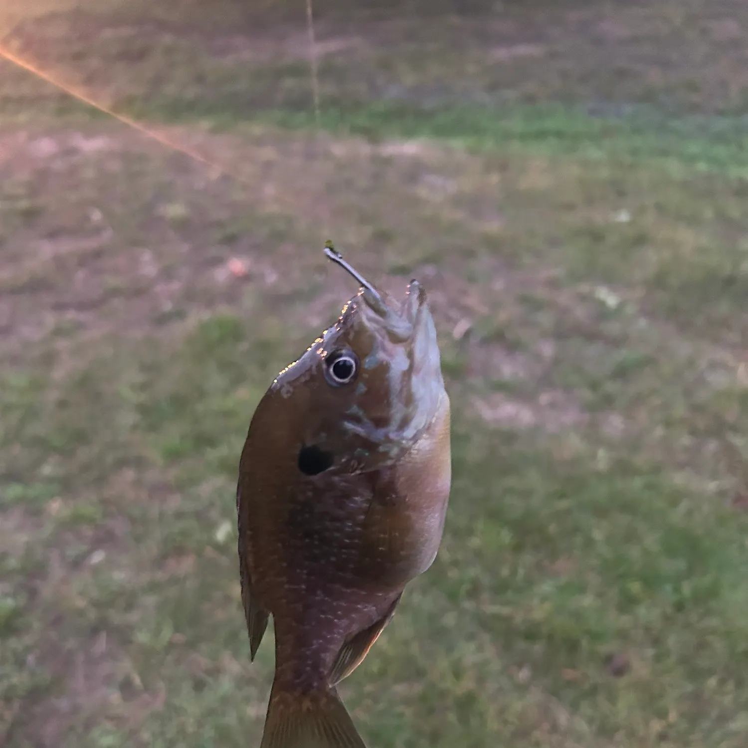 Green sunfish caught on Fishbrain