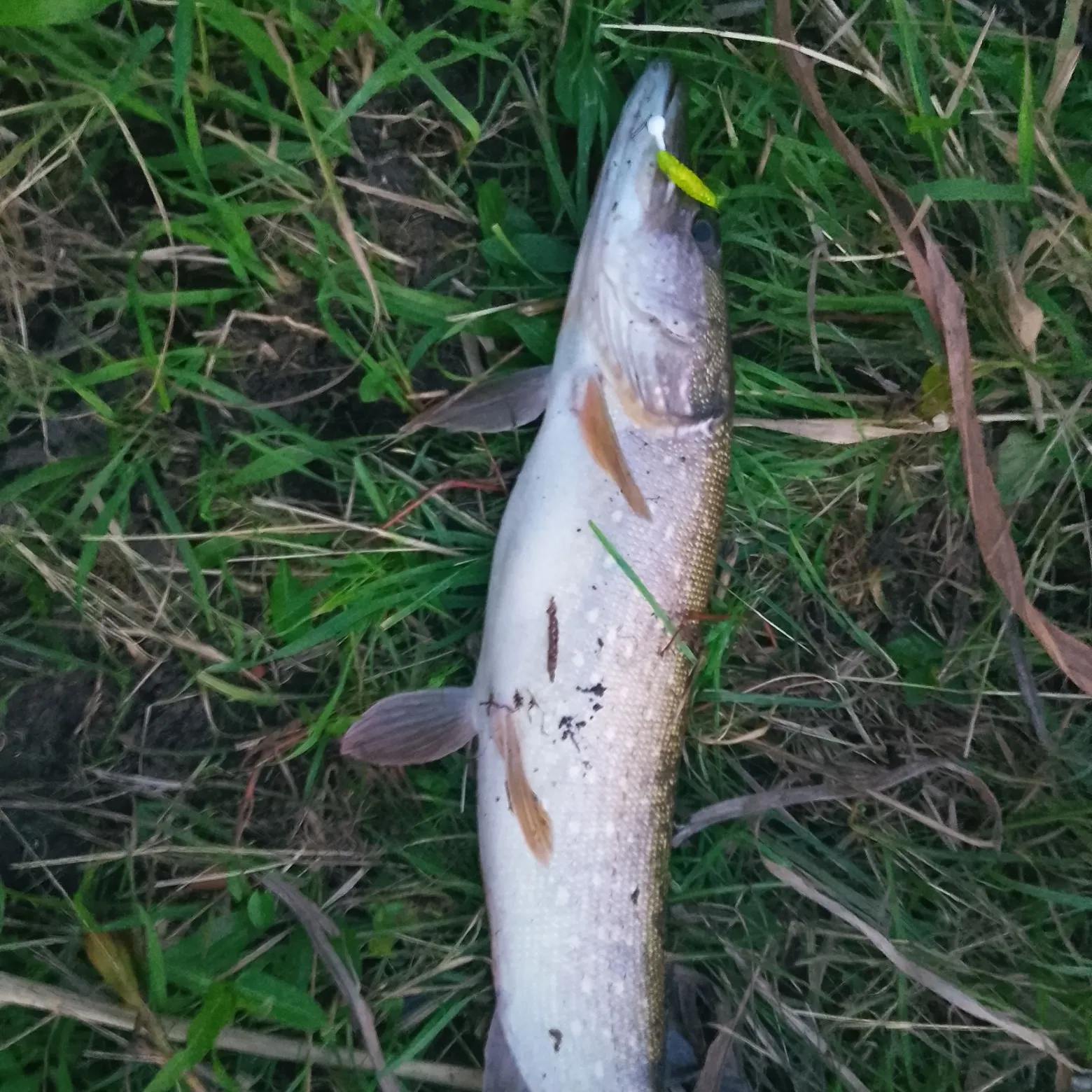 Northern pike caught on Fishbrain