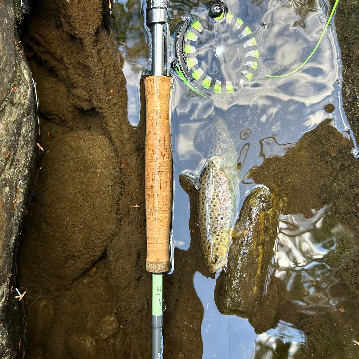 Brown trout caught on Fishbrain