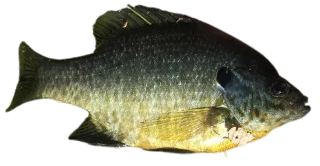 Redear x bluegill