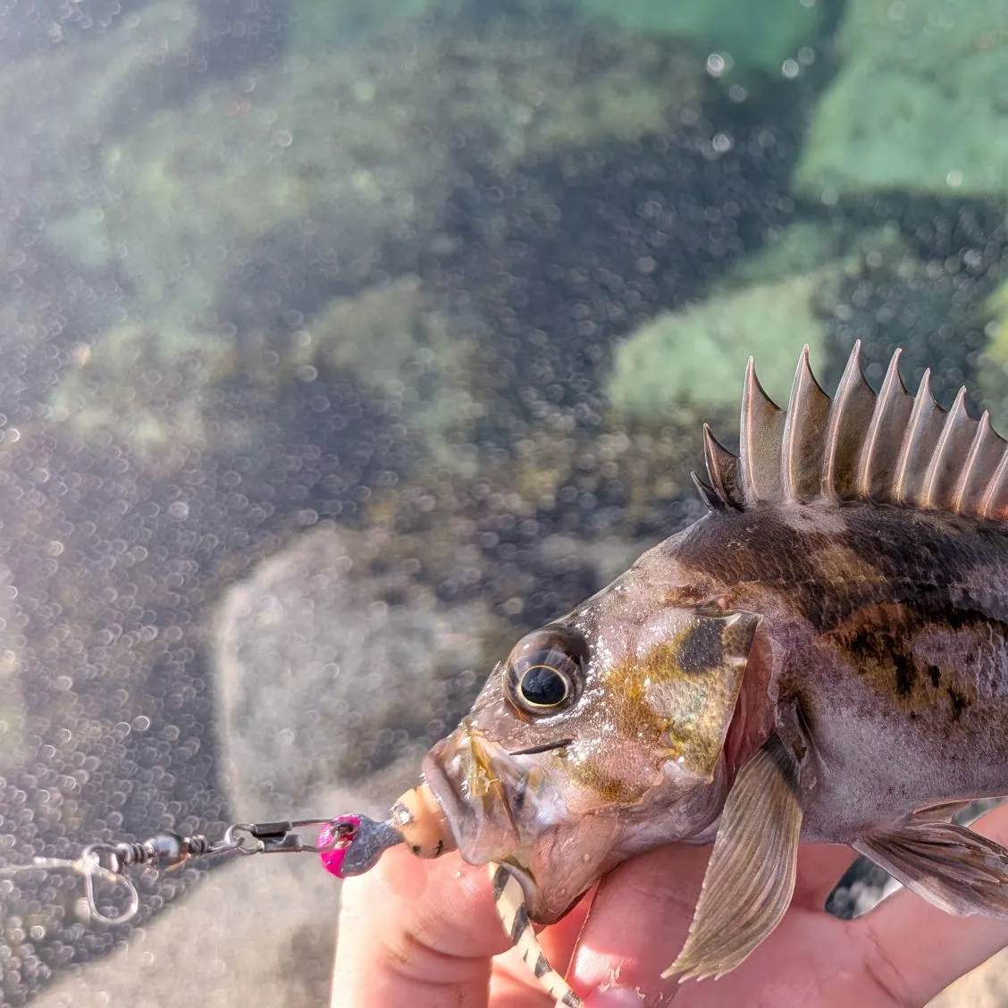 The most recent Copper rockfish catches on Fishbrain