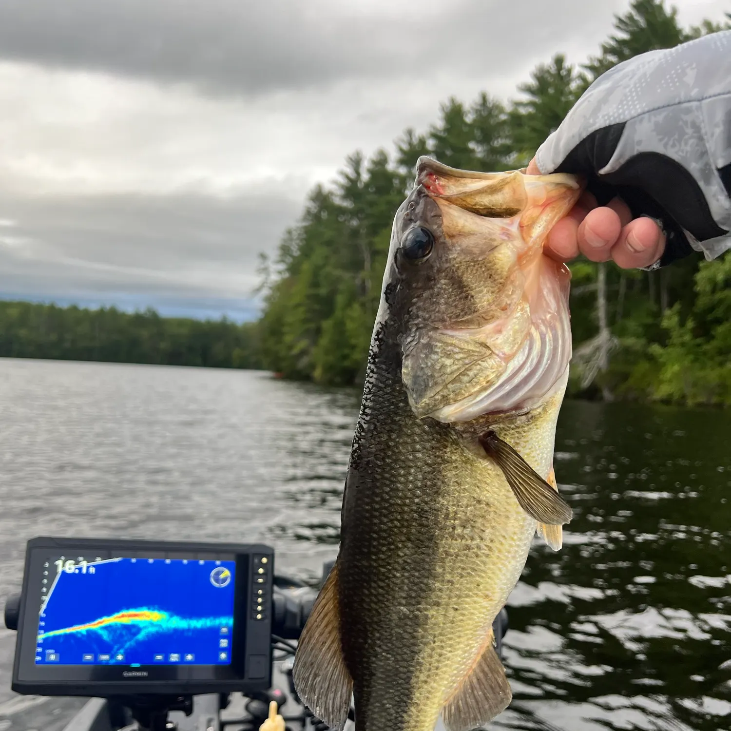 Largemouth bass caught on Fishbrain