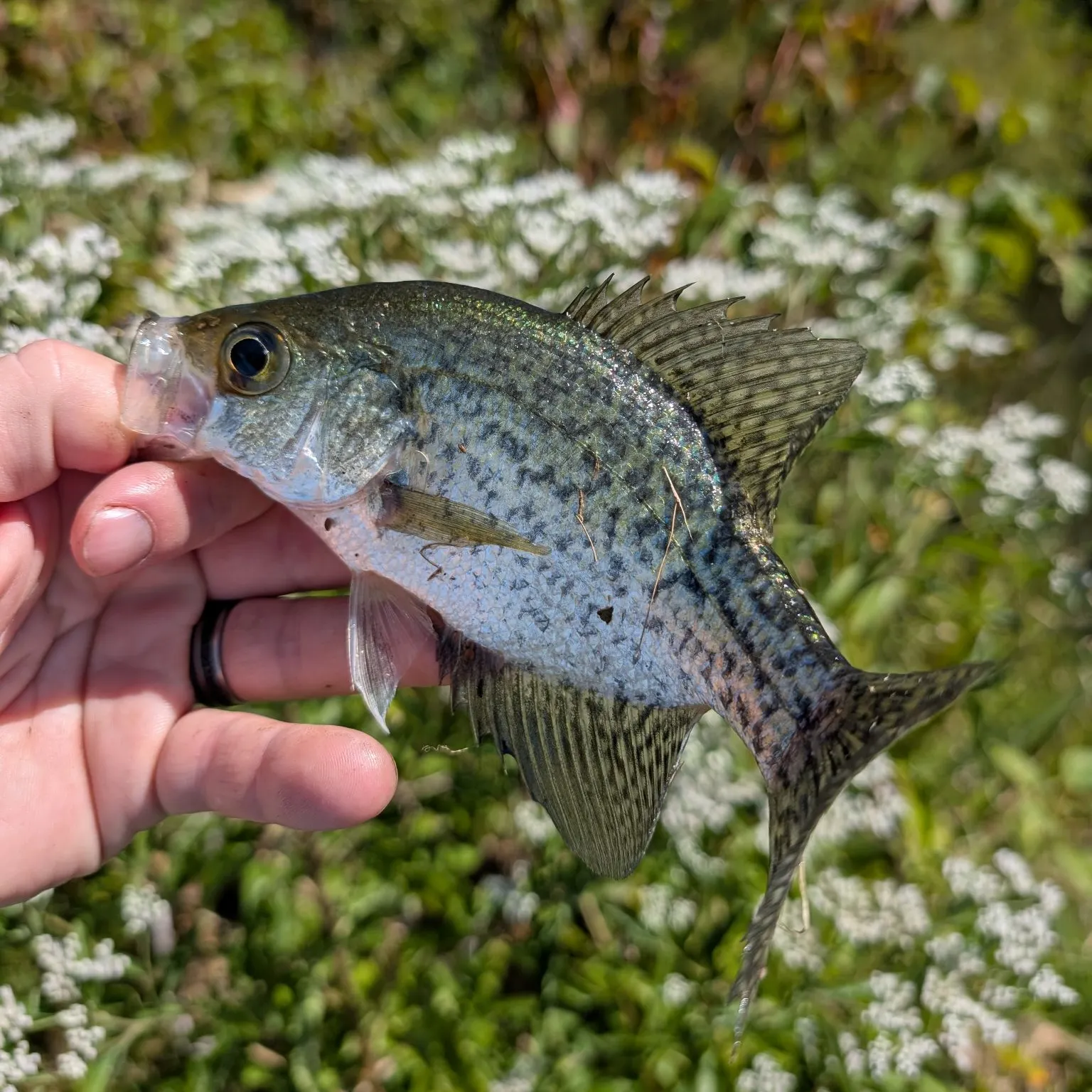 Black crappie caught on Fishbrain