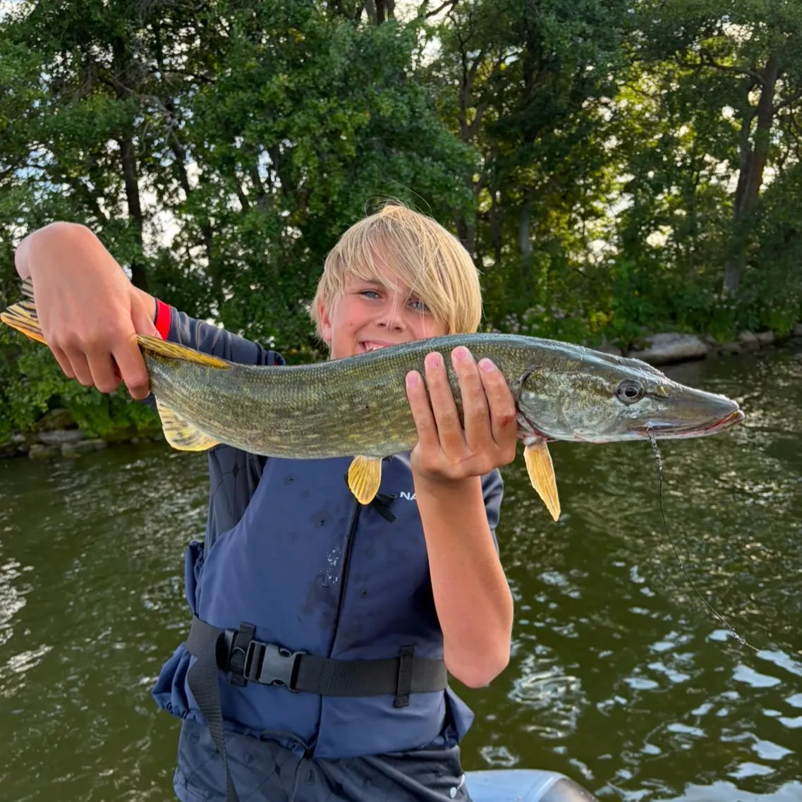 Northern pike caught on Fishbrain
