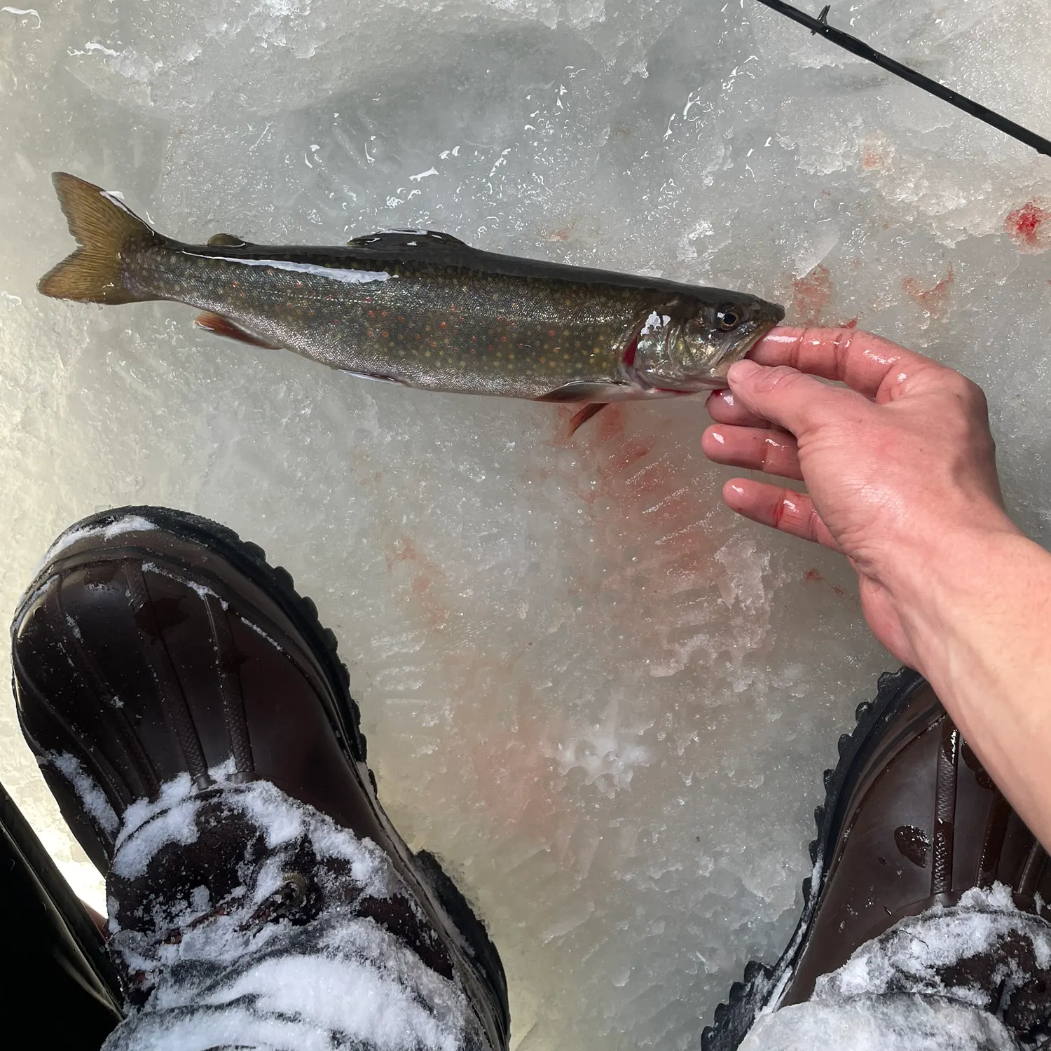 The most recent Splake catches on Fishbrain