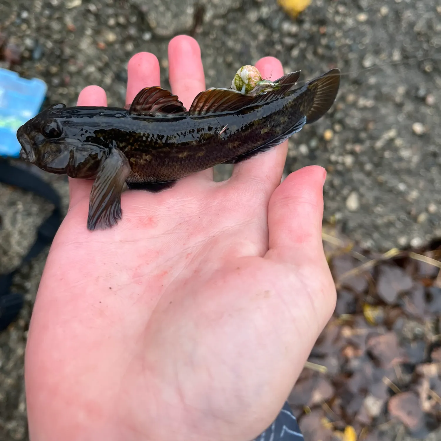 The most recent Round goby catches on Fishbrain