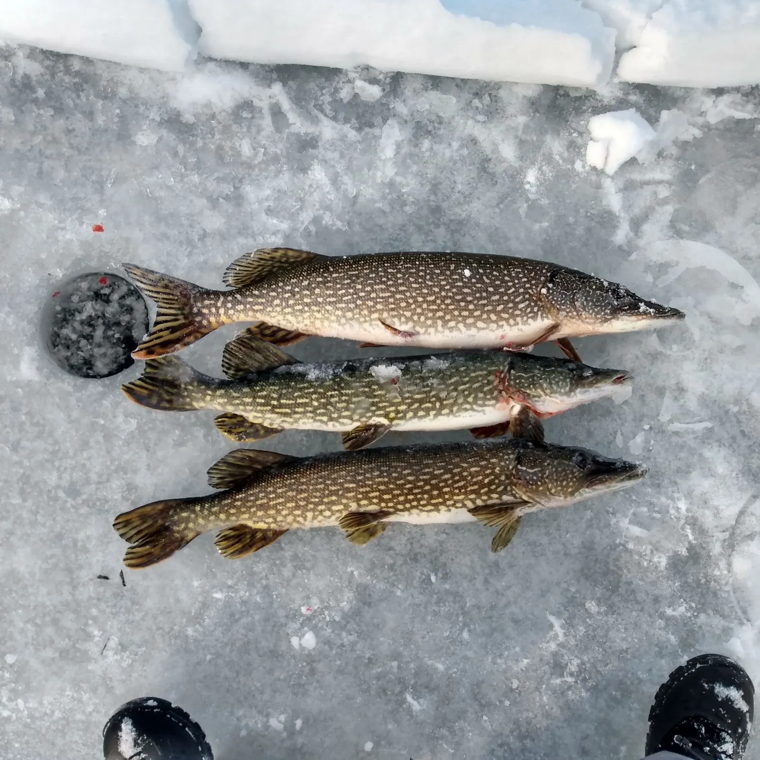 recently logged catches