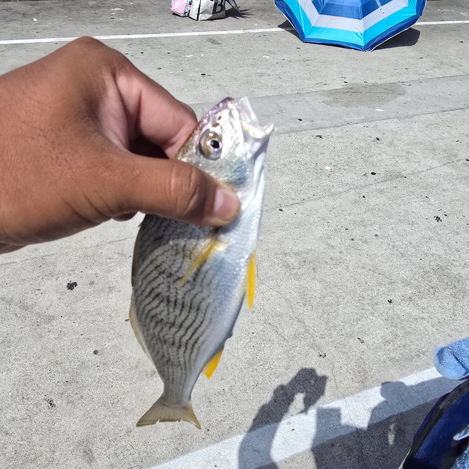 Yellowfin croaker caught on Fishbrain
