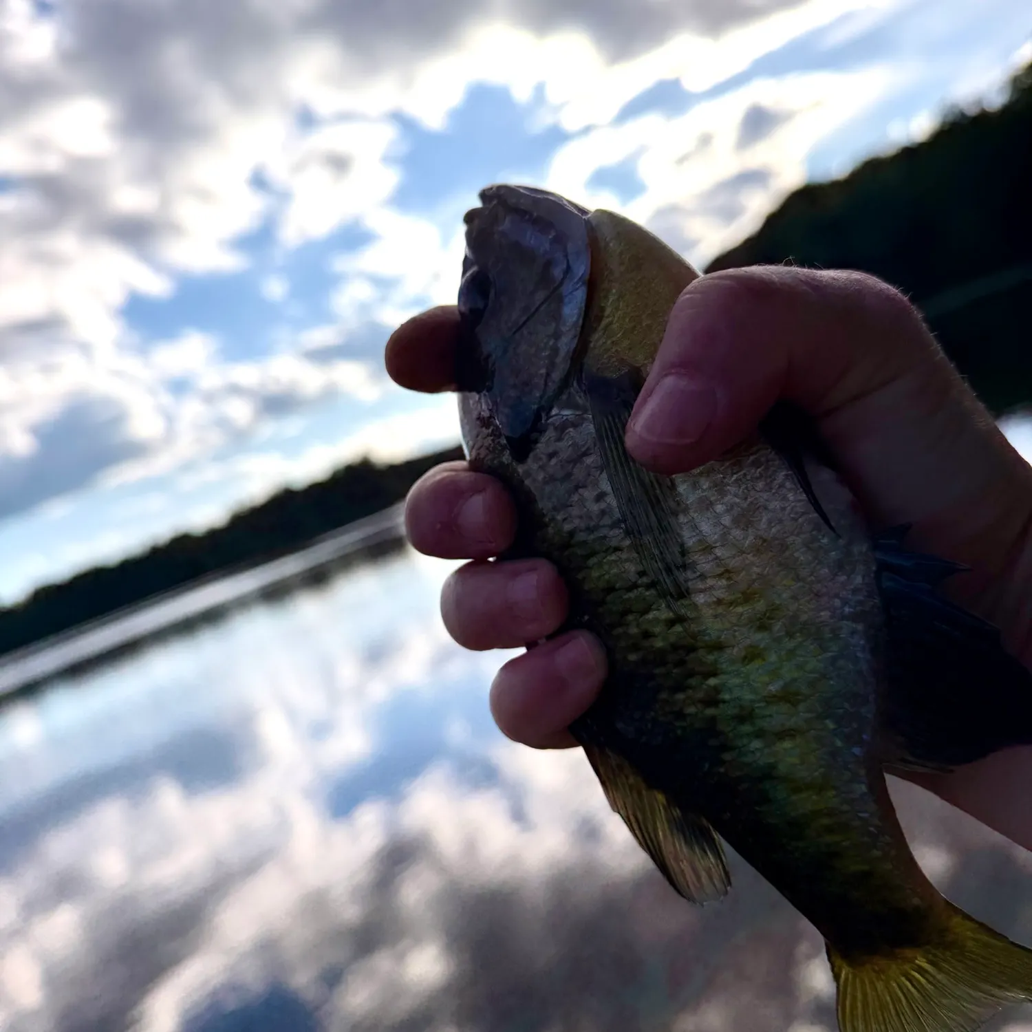 Bluegill caught on Fishbrain