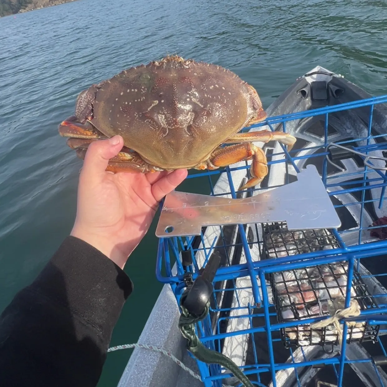 The most recent Dungeness crab catches on Fishbrain