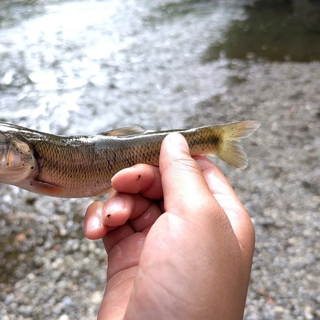 Creek chub caught on Fishbrain