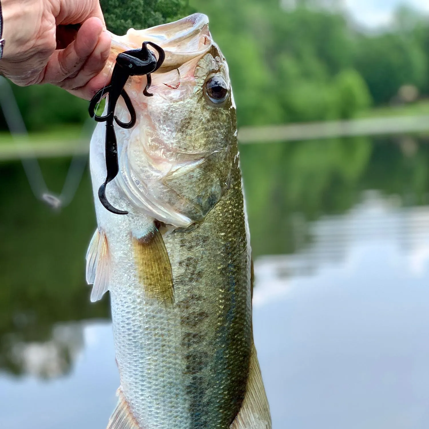 Largemouth bass caught on Fishbrain