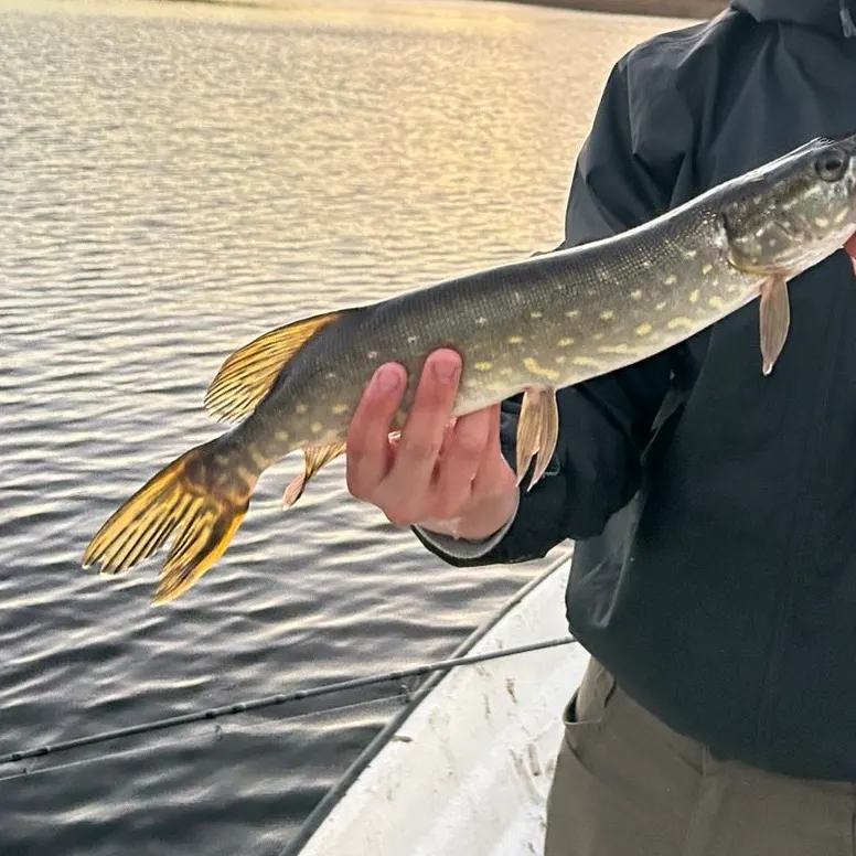 Northern pike caught on Fishbrain