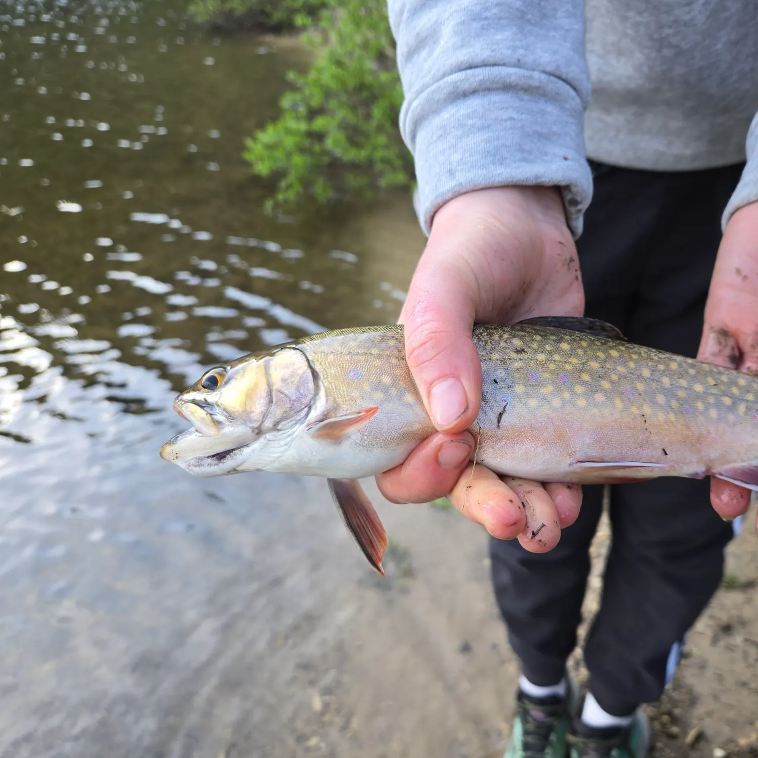 Brook trout caught on Fishbrain