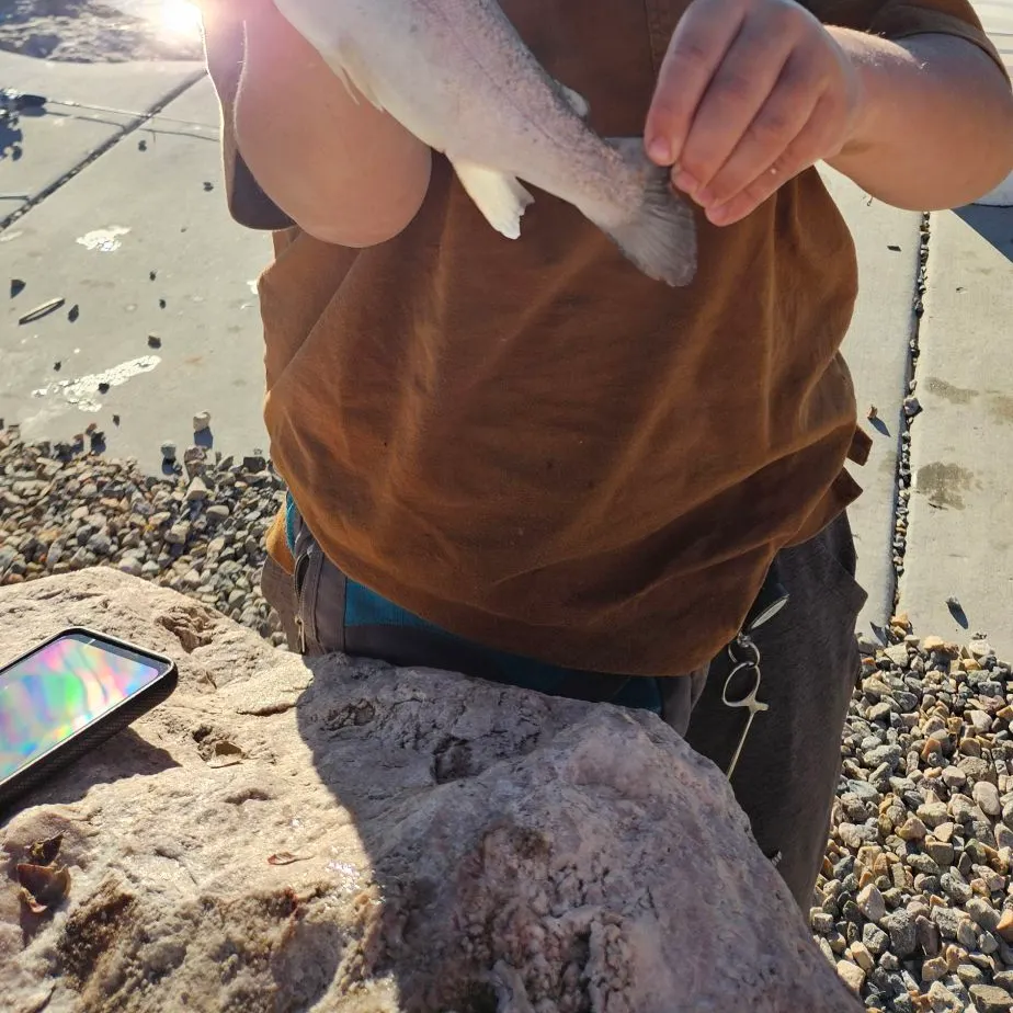 Rainbow trout caught on Fishbrain