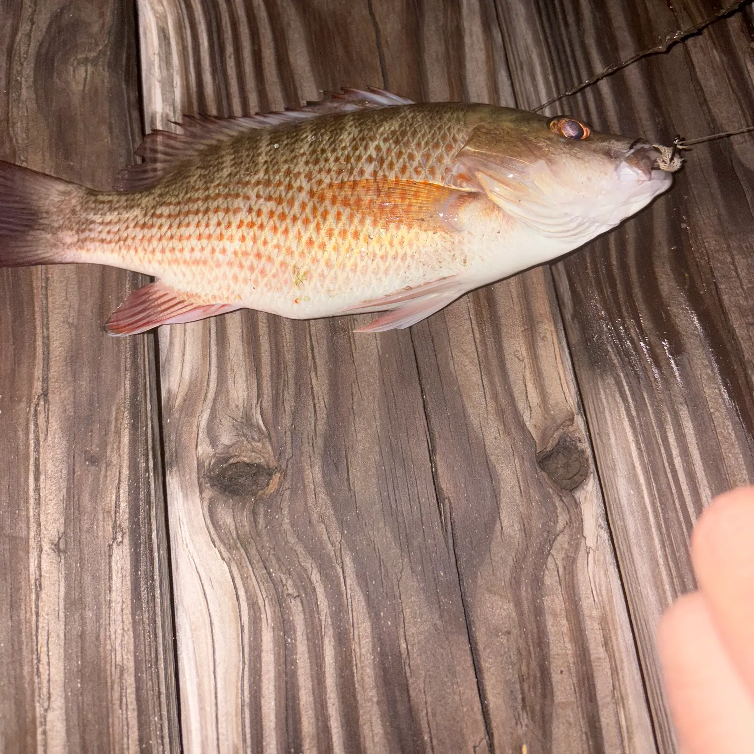Mangrove snapper caught on Fishbrain