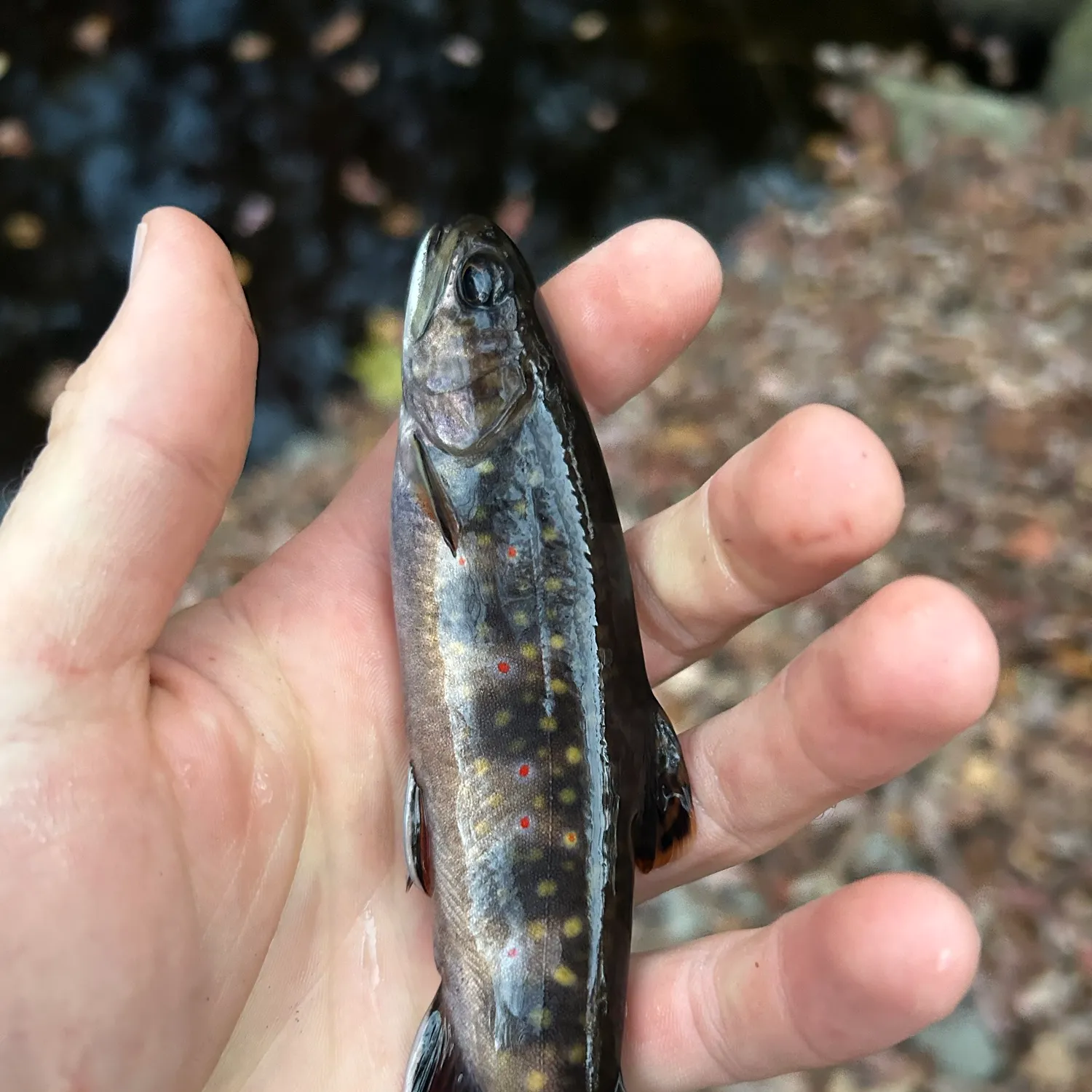 Brook trout caught on Fishbrain