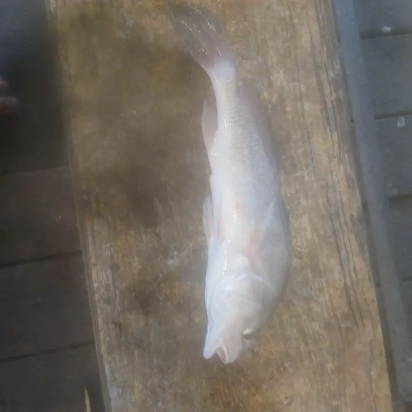 Freshwater drum caught on Fishbrain