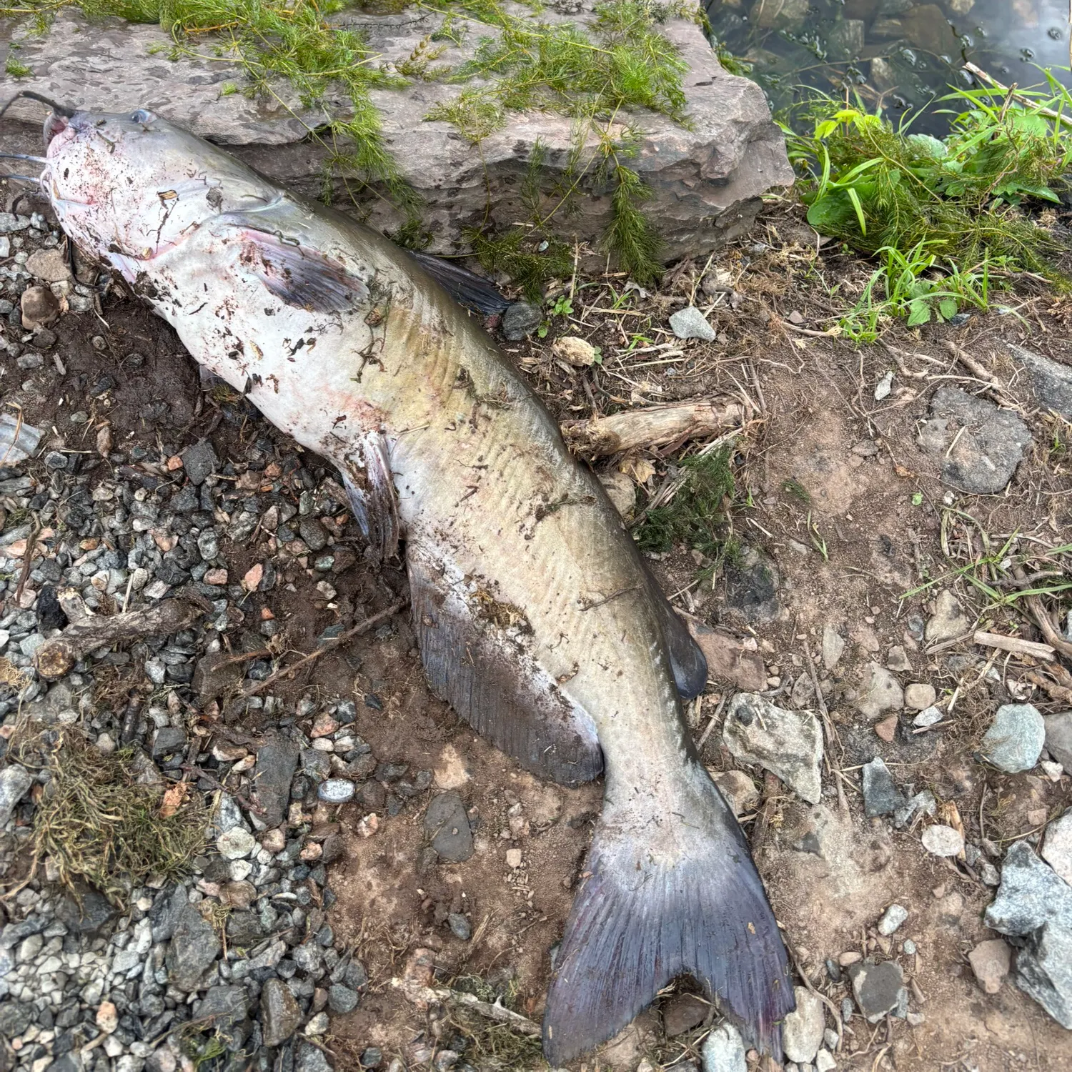 Channel catfish caught on Fishbrain