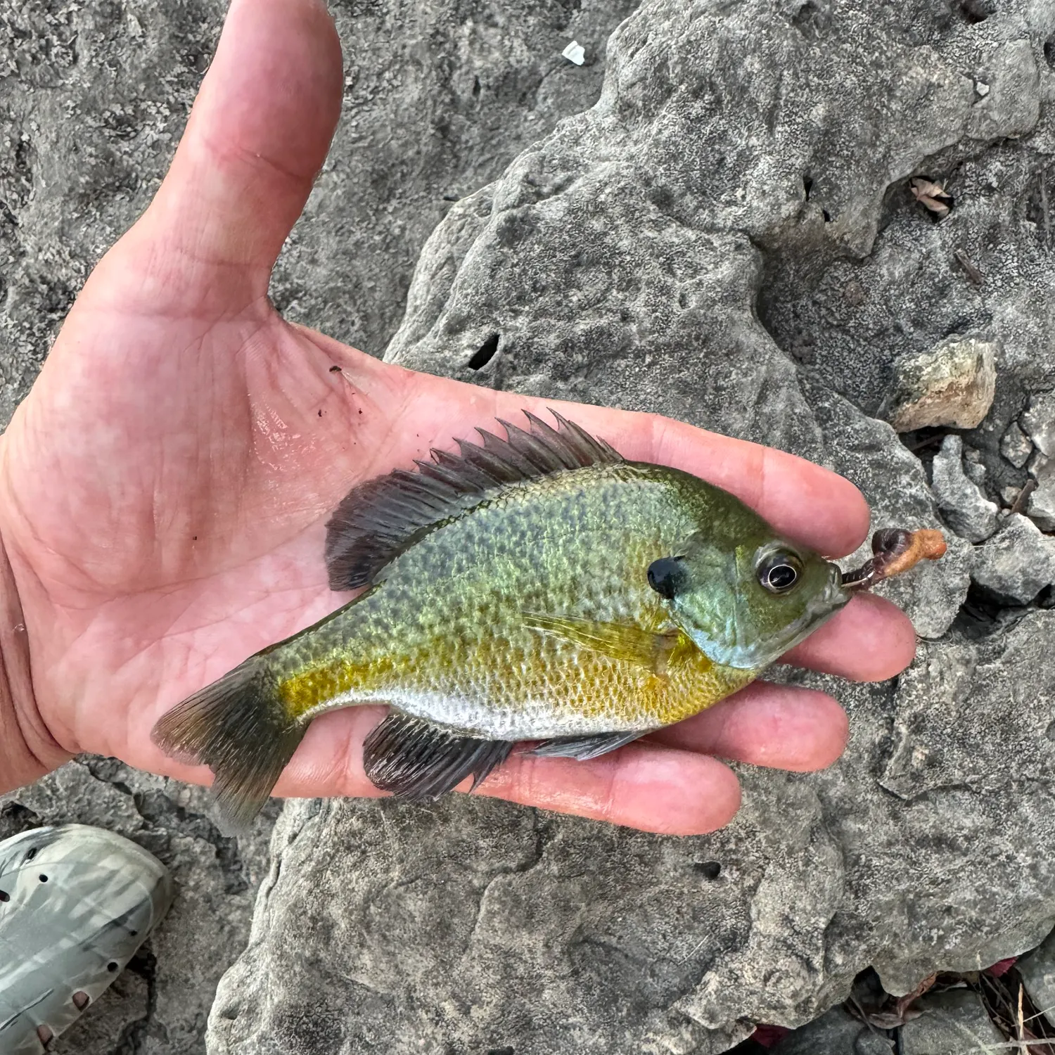 Bluegill caught on Fishbrain