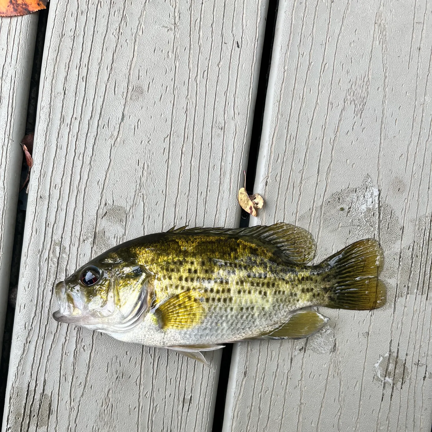 Rock bass caught on Fishbrain