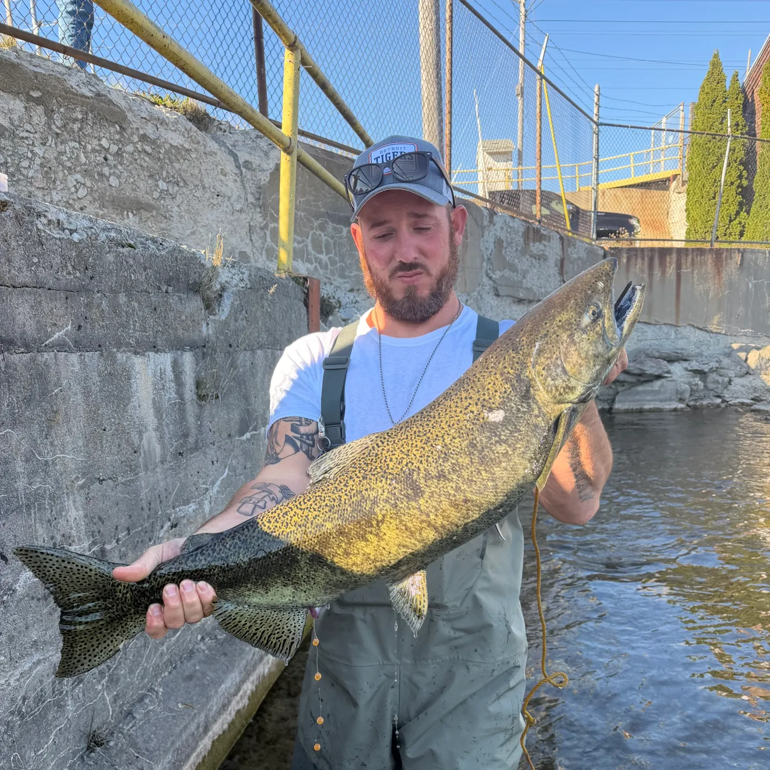 Chinook salmon caught on Fishbrain
