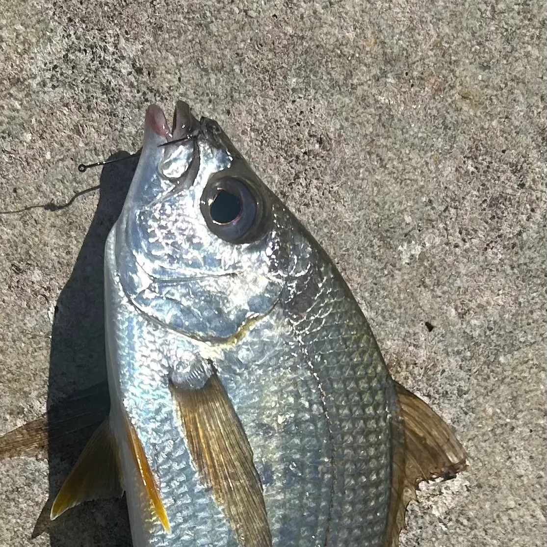 The most recent Yellowfin mojarra catches on Fishbrain