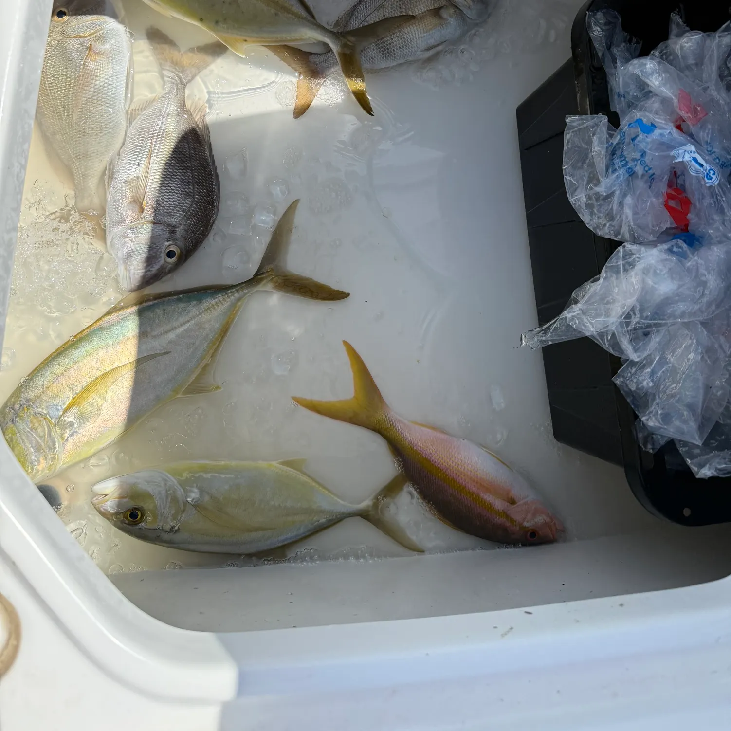 The most recent White margate catches on Fishbrain