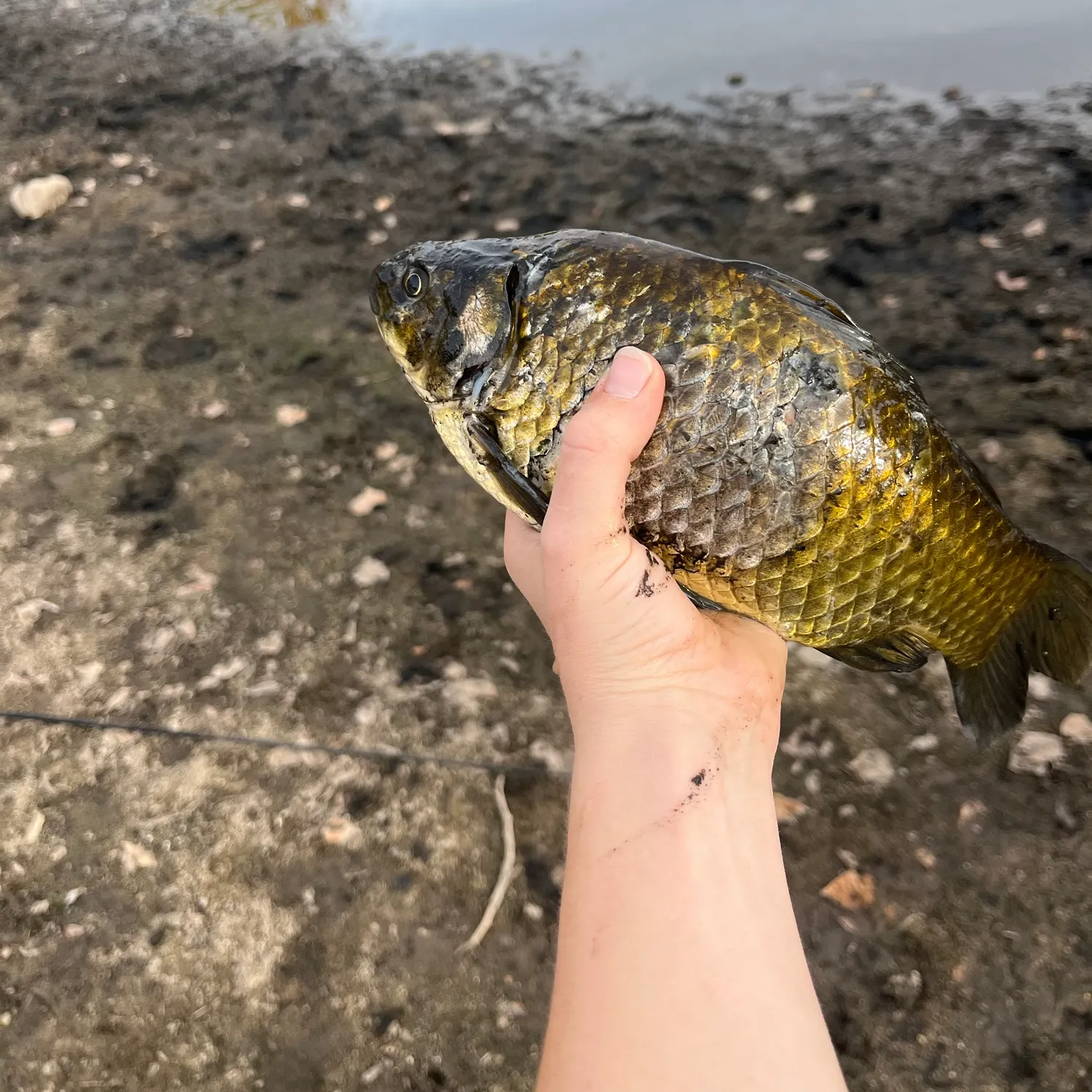 Fish caught on Fishbrain