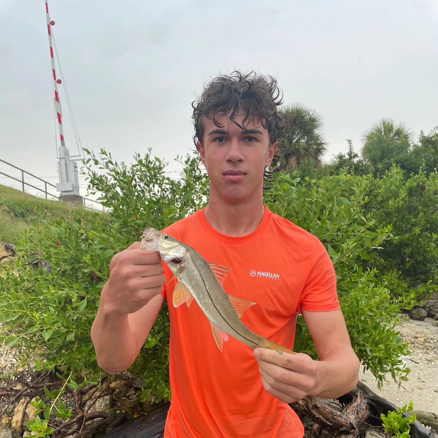 Common snook caught on Fishbrain