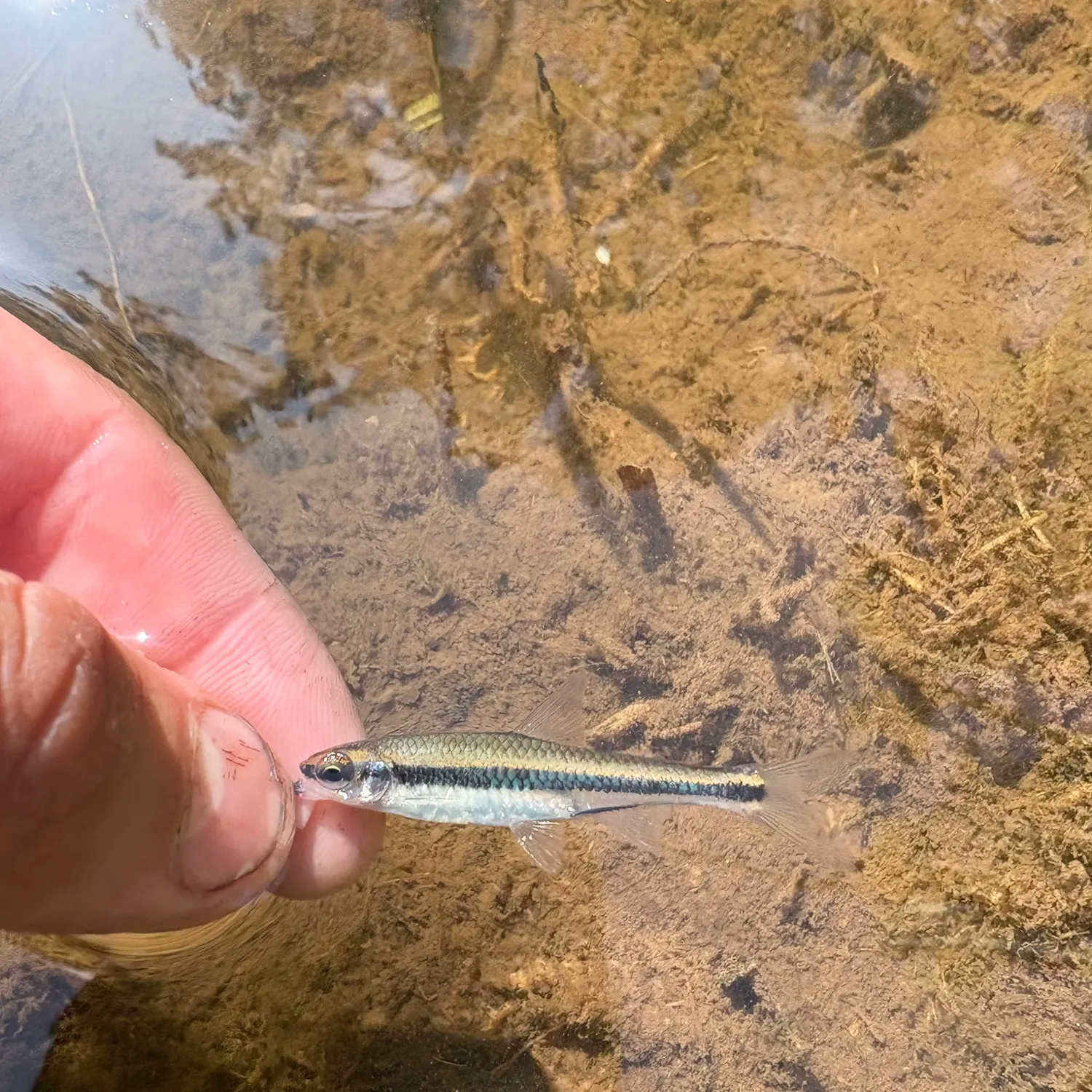 The most recent Ironcolor shiner catches on Fishbrain