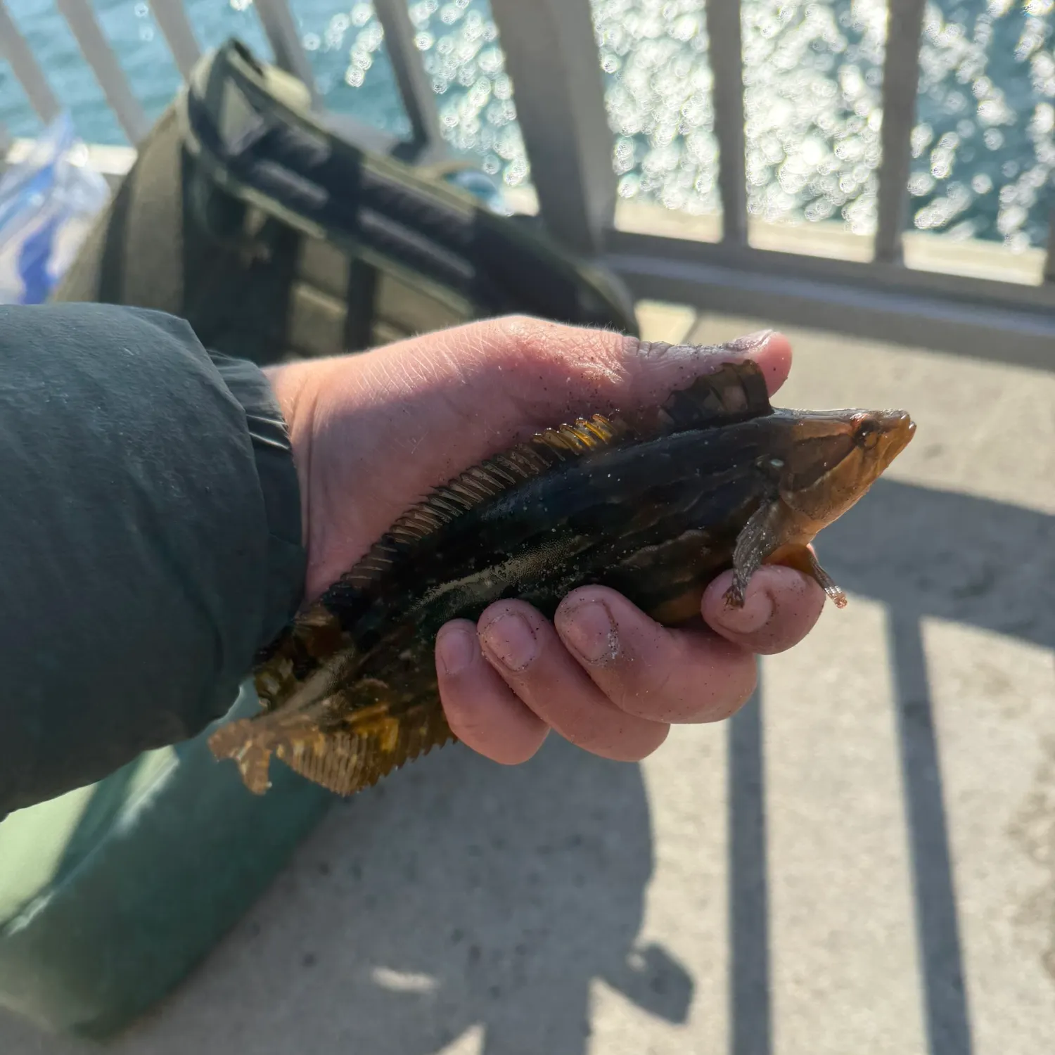 The most recent Striped kelpfish catches on Fishbrain