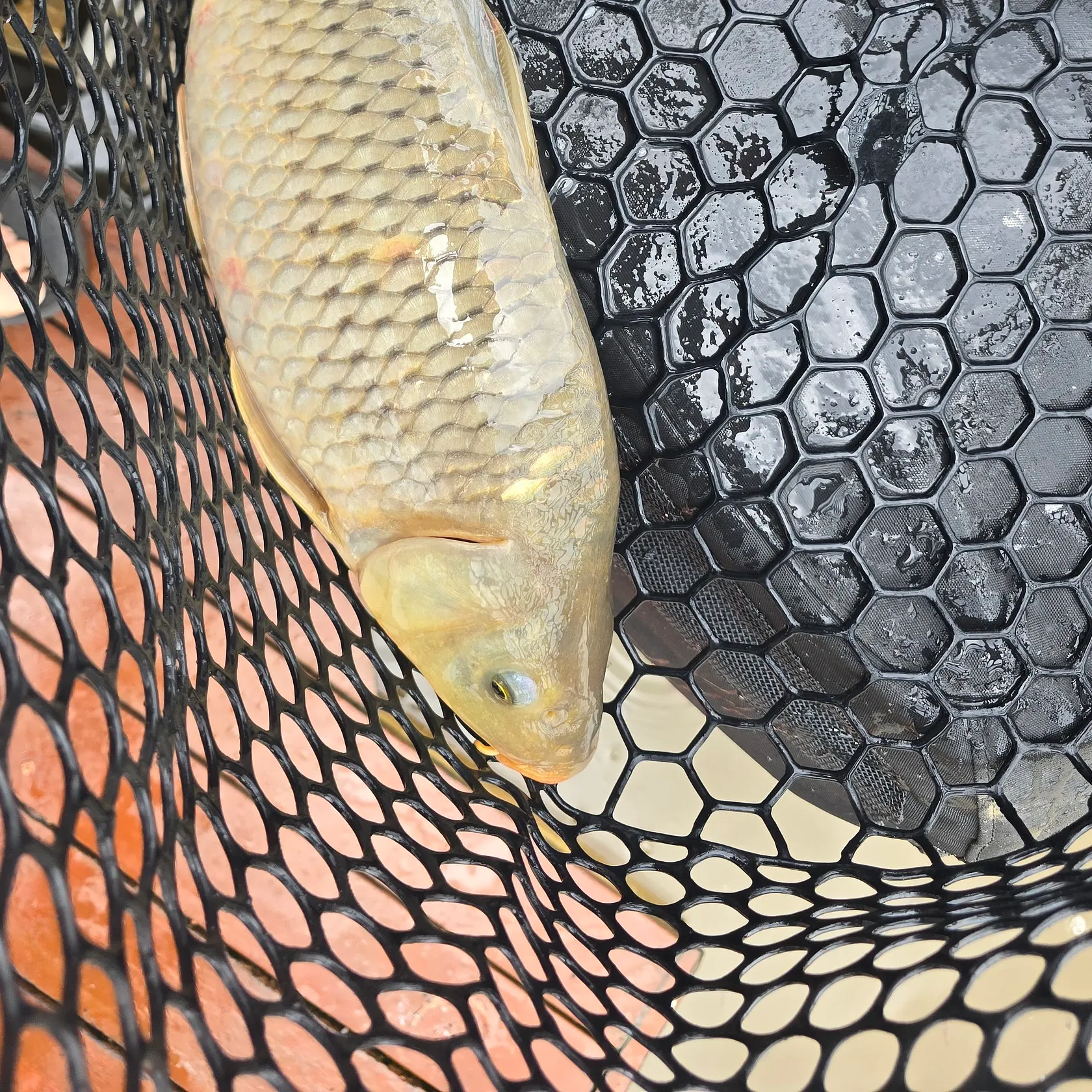 Common carp caught on Fishbrain