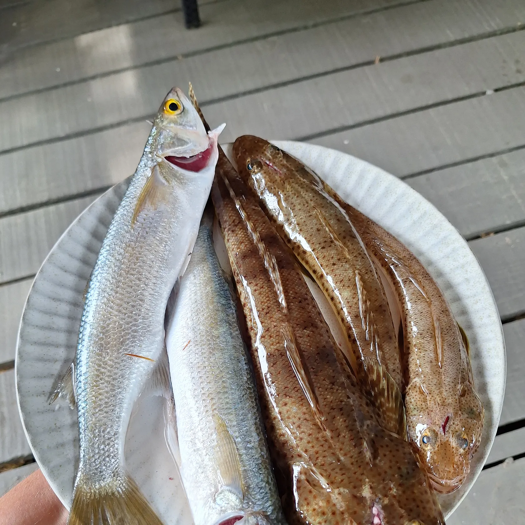 recently logged catches