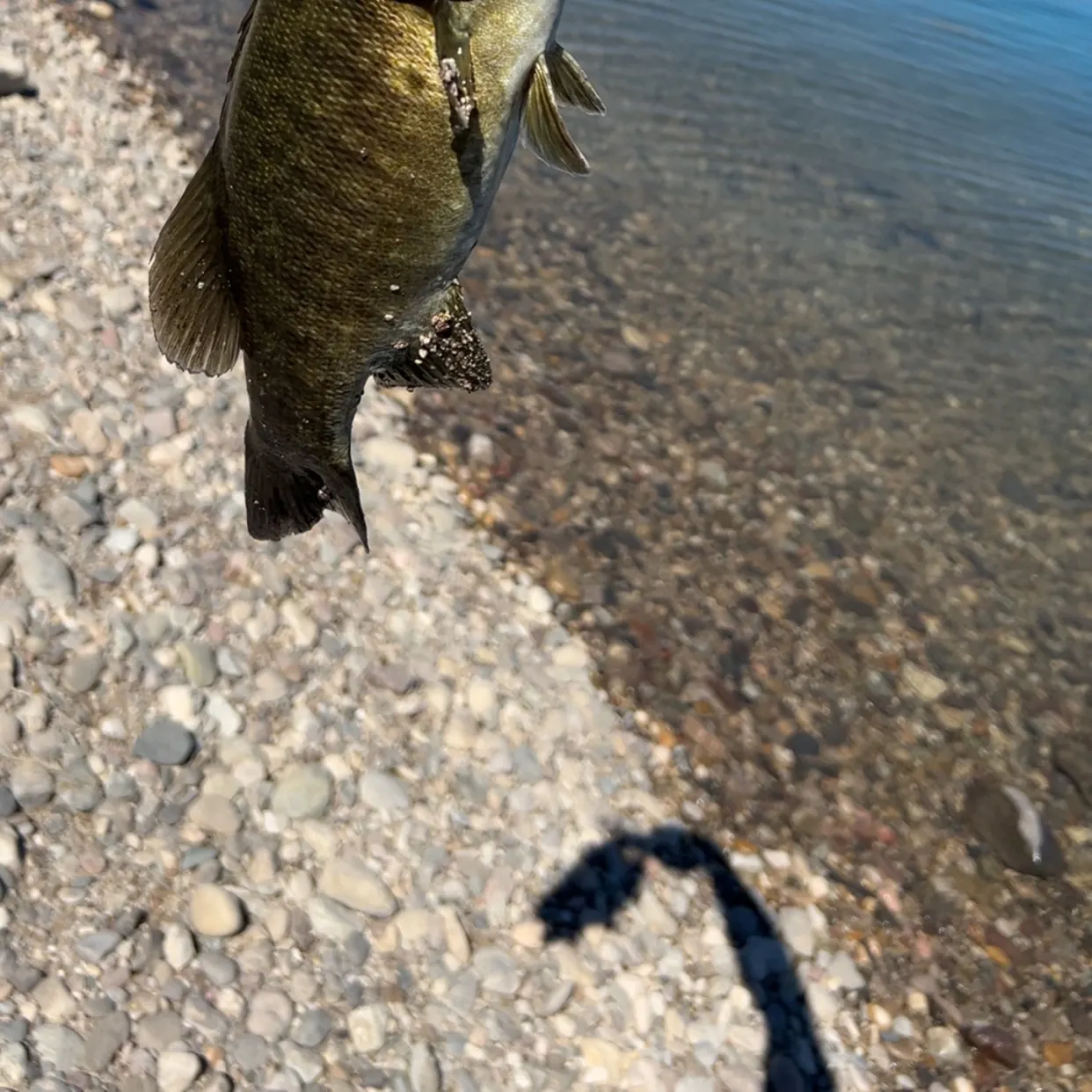 Smallmouth bass caught on Fishbrain