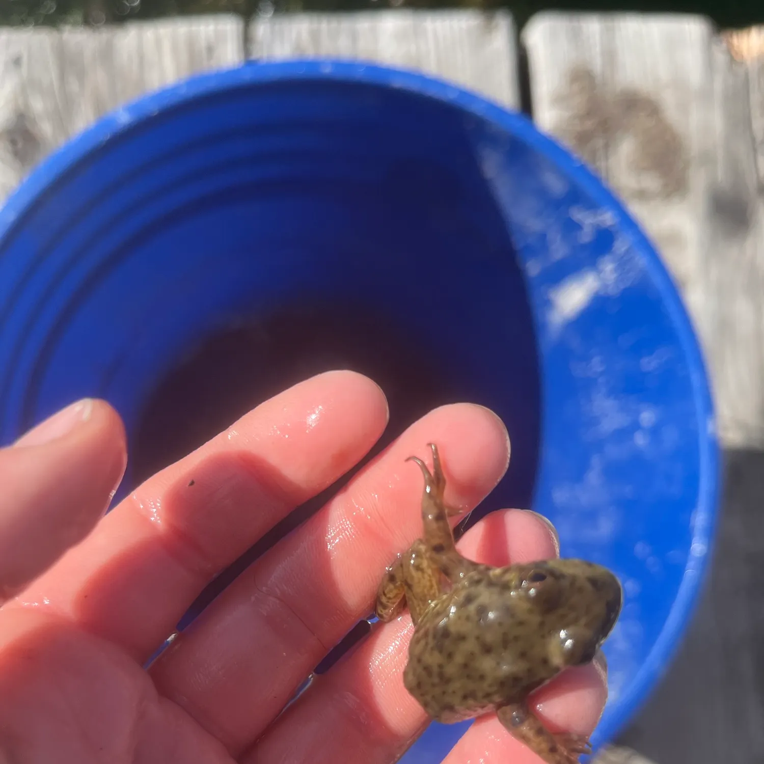 The most recent American bullfrog catches on Fishbrain