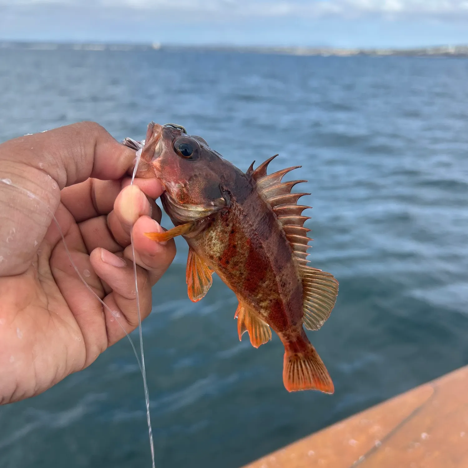The most recent Calico rockfish catches on Fishbrain