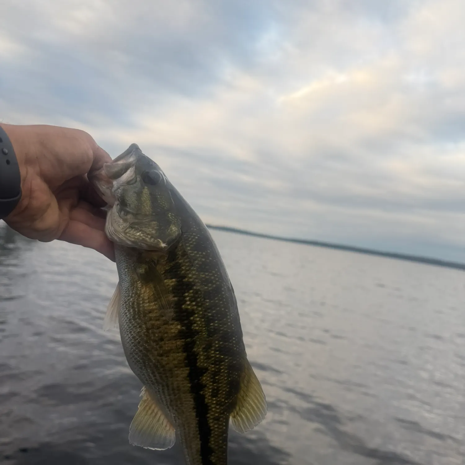 Spotted bass caught on Fishbrain