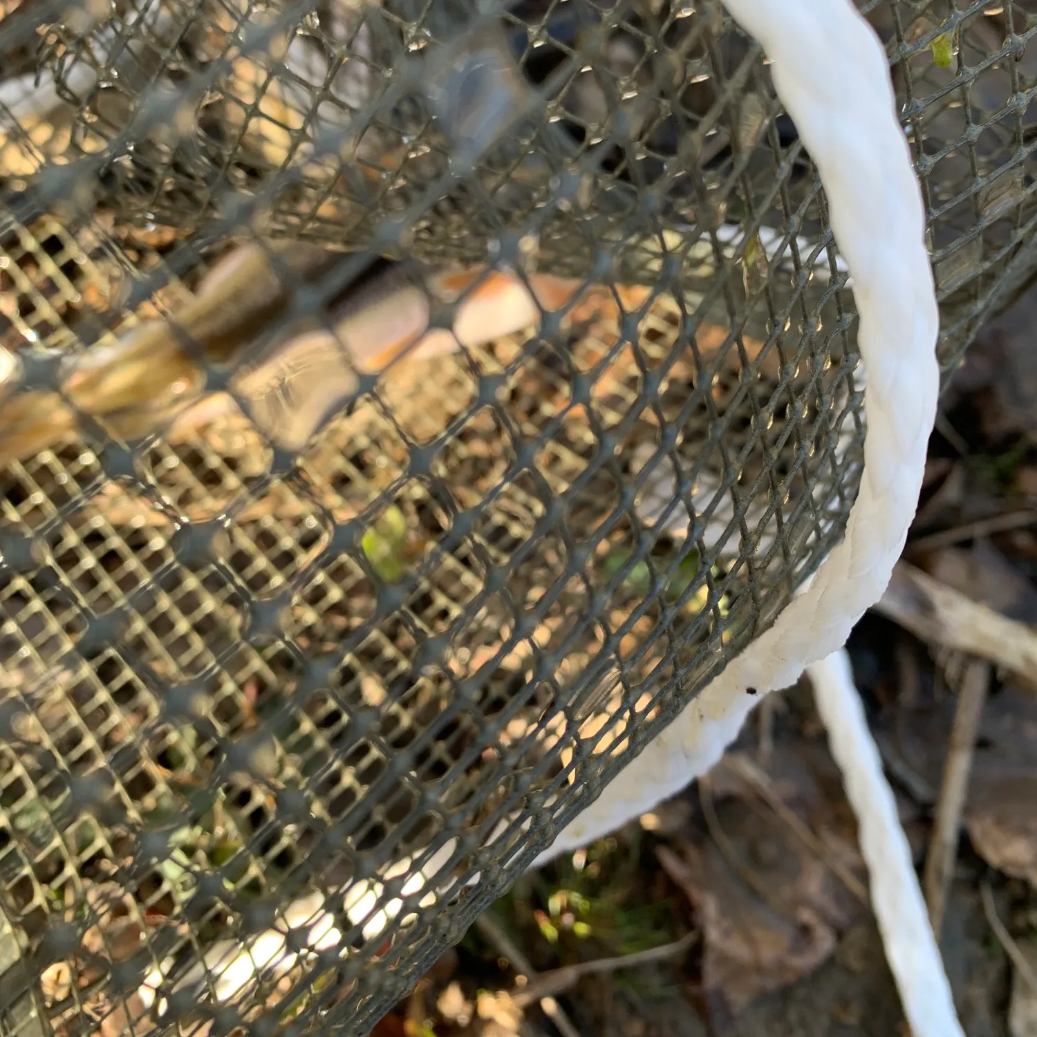 The most recent Fathead minnow catches on Fishbrain