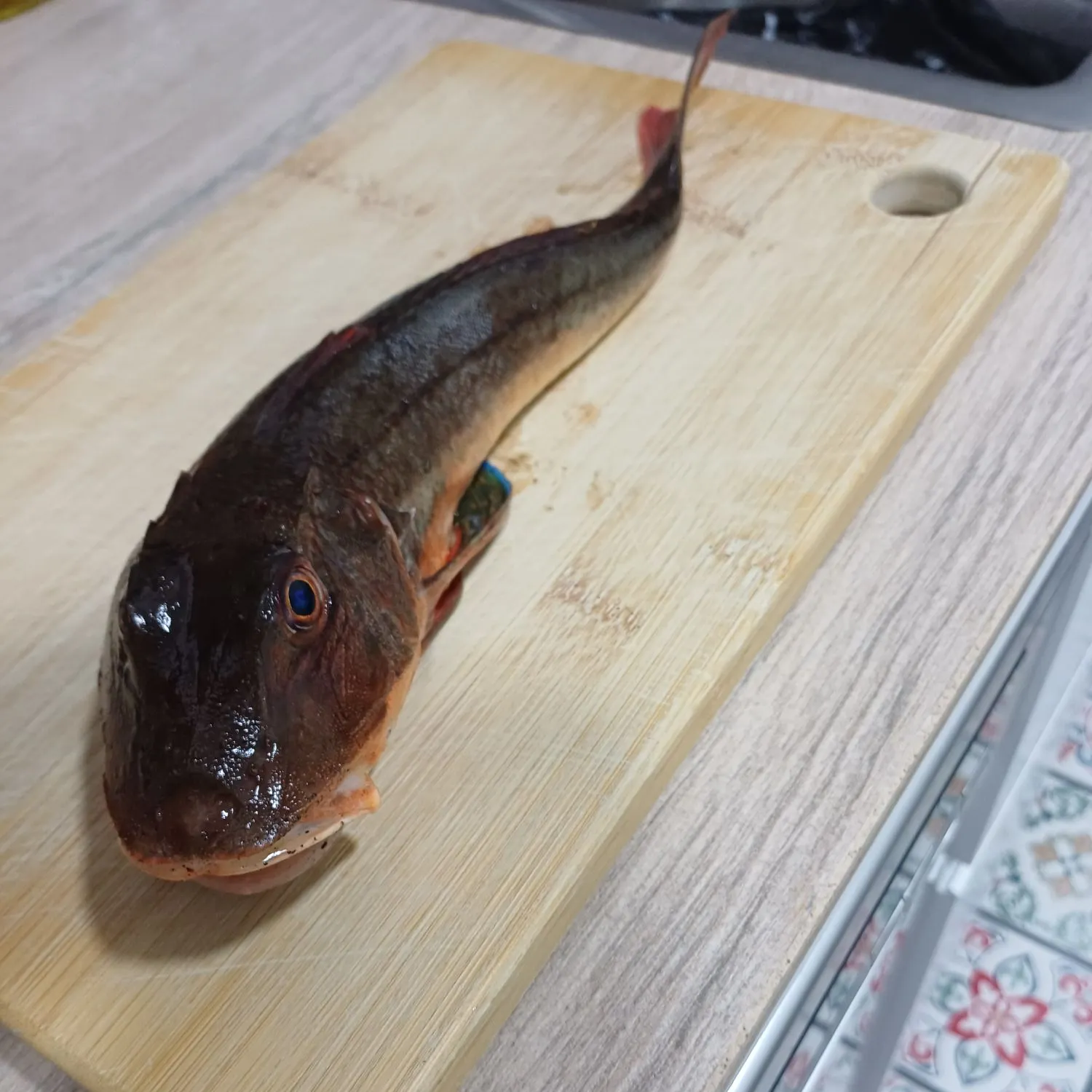 The most recent Flying gurnard catches on Fishbrain