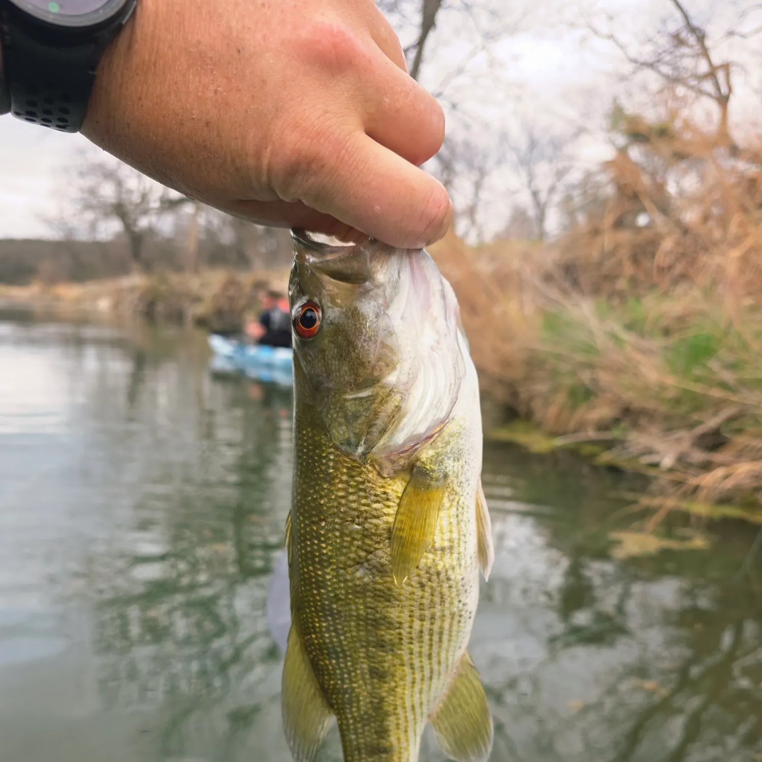 The most recent Guadalupe bass catches on Fishbrain